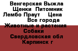 Венгерская Выжла. Щенки. Питомник Лембо Праут. › Цена ­ 35 000 - Все города Животные и растения » Собаки   . Свердловская обл.,Карпинск г.